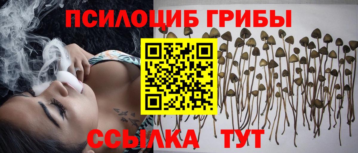 Псилоцибиновые грибы Cubensis Кимовск